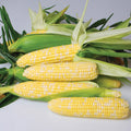  Nirvana Bicolor Hybrid Sweet Corn