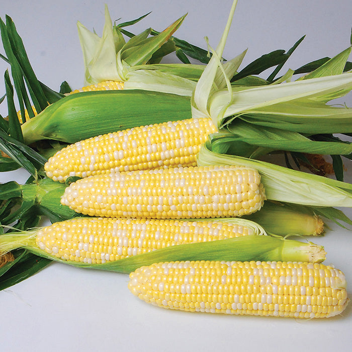  Nirvana Bicolor Hybrid Sweet Corn