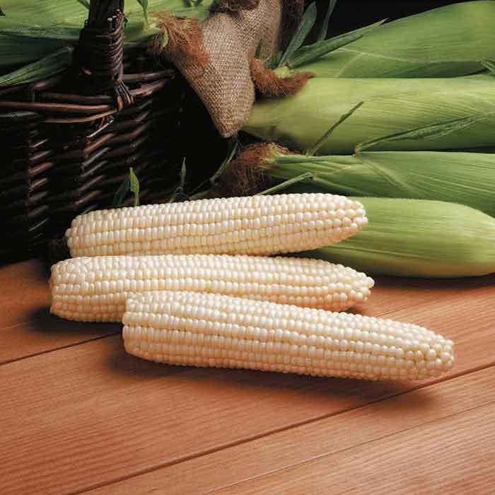  Avalon Triplesweet&trade; White Hybrid Sweet Corn