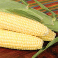  Bodacious Rm Yellow Hybrid Sweet Corn