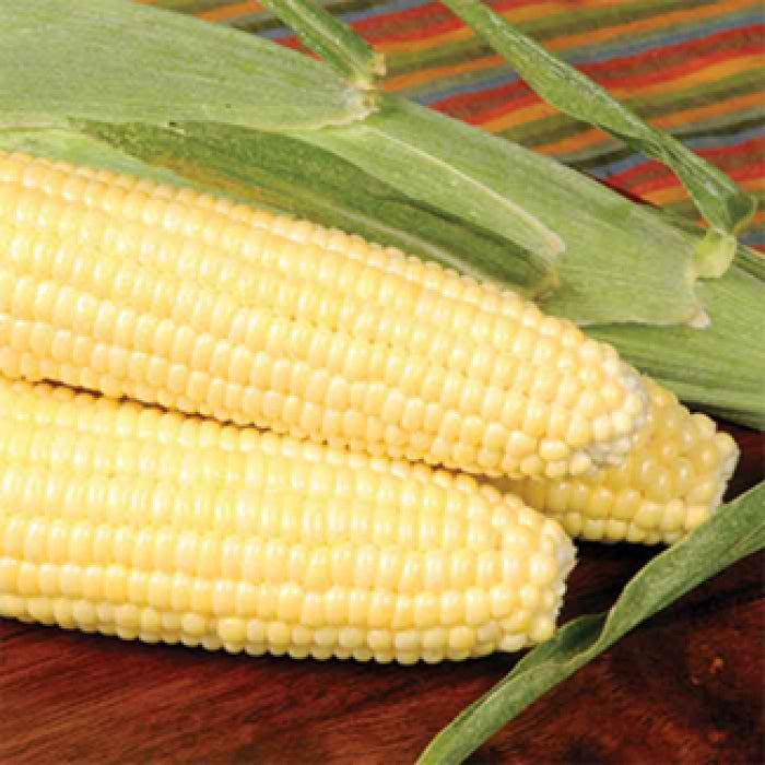  Bodacious Rm Yellow Hybrid Sweet Corn