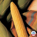  Honey Select Hybrid Triplesweet&reg; Sweet Corn