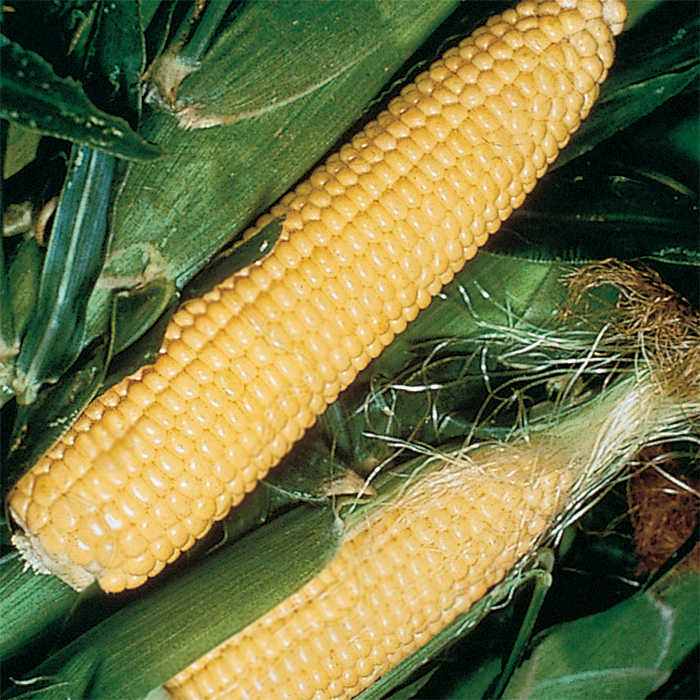  Jubilee Hybrid Sweet Corn
