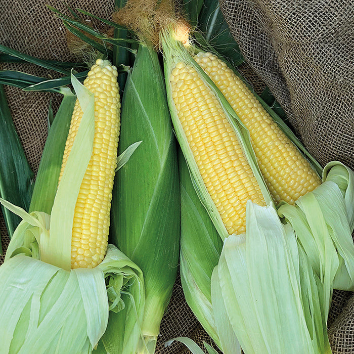  Incredible RM Yellow Sweet Corn