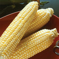  Sugar Buns Hybrid Sweet Corn