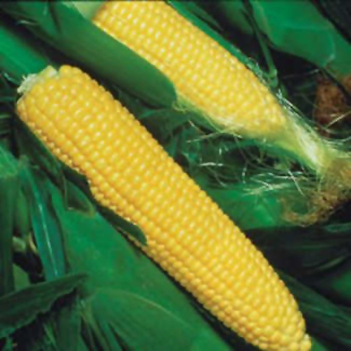  Super Sweet Jubilee Plus Yellow Sweet Corn