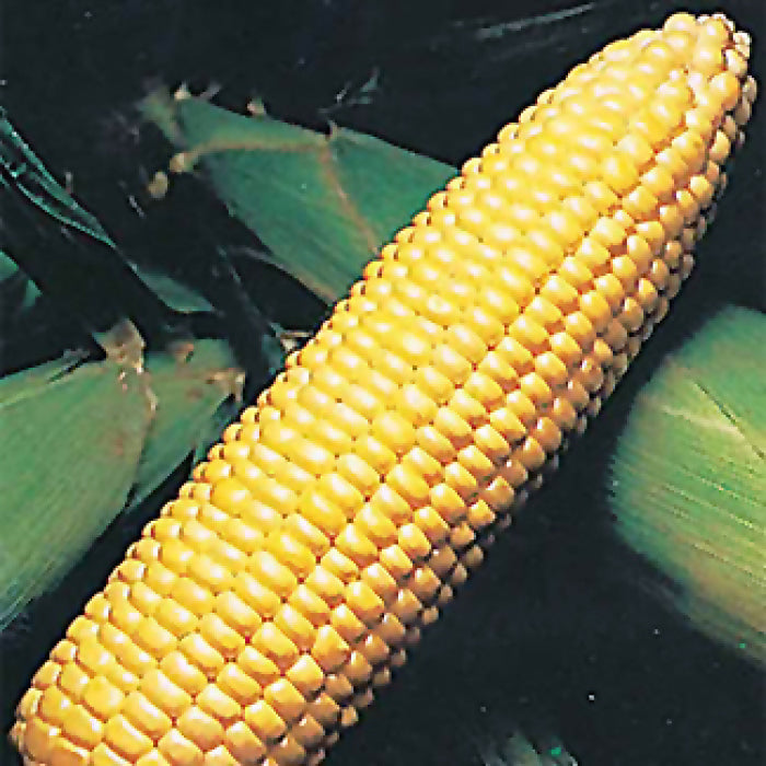  Sweetie 82 Hybrid Sweet Corn