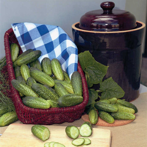  Alibi Hybrid Cucumber
