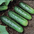  H 19 Little Leaf Cucumber