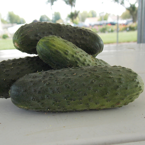  Artist Hybrid Cucumber