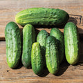  Chicago Pickling Cucumber