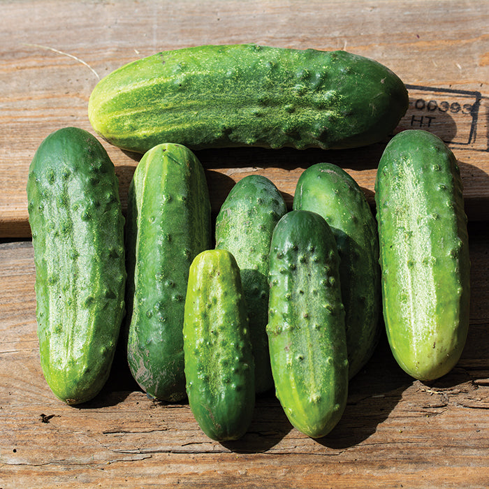  Chicago Pickling Cucumber