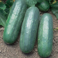  Eureka Hybrid Cucumber