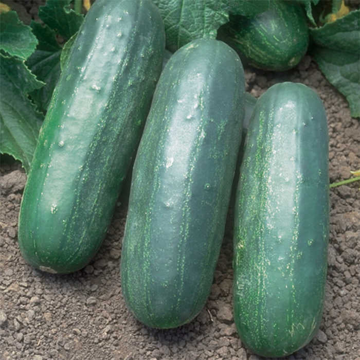  Eureka Hybrid Cucumber