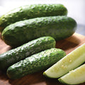  Gherking Hybrid Cucumber