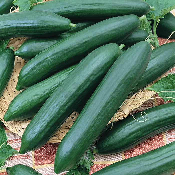  Eversweet Hybrid Cucumber