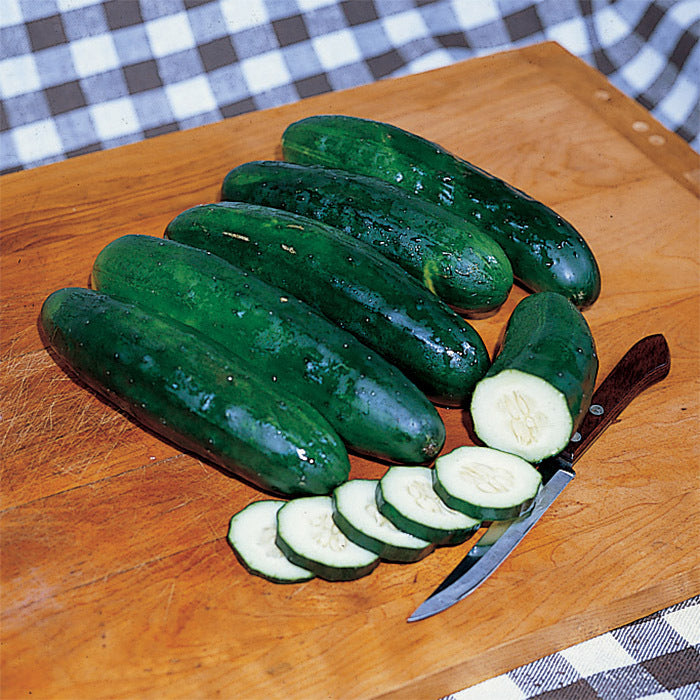  Marketmore 76 Cucumber