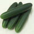  Cucumber Sonja
