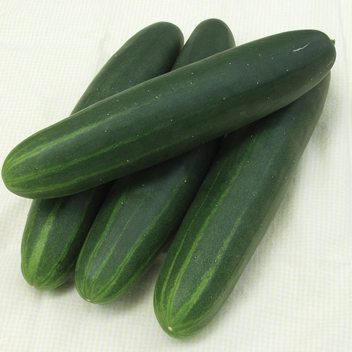  Cucumber Sonja