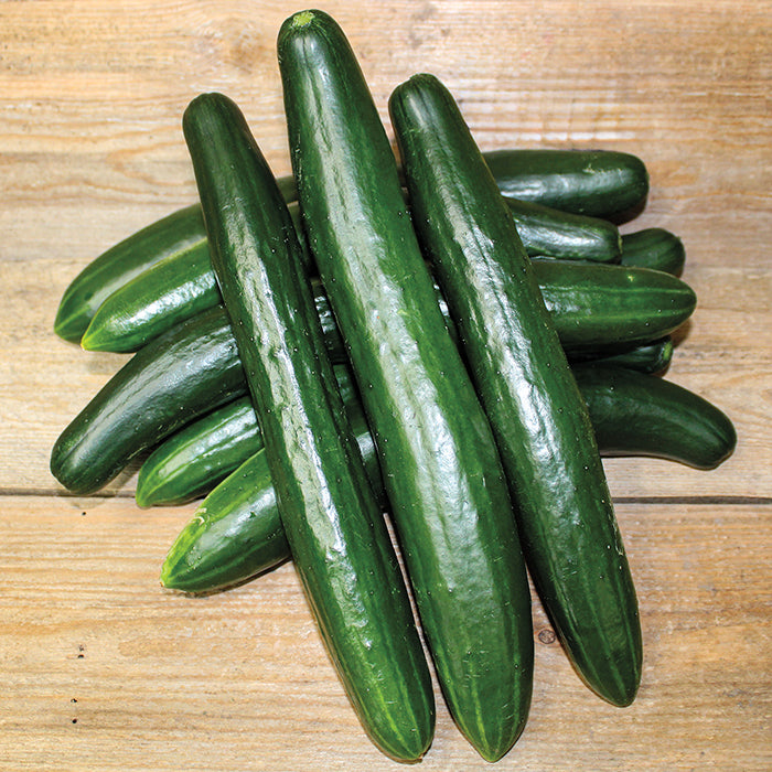  Summer Dance Hybrid Cucumber