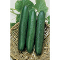 Sweet Slice Hybrid Cucumber