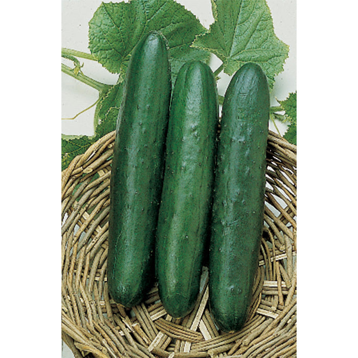  Sweet Slice Hybrid Cucumber