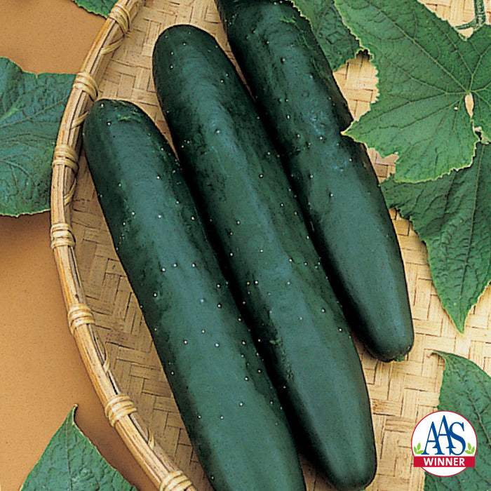  Sweet Success PS Hybrid Cucumber