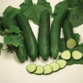  Tanja Cucumber