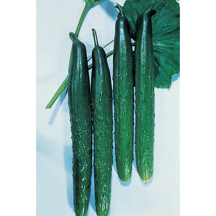  Tasty Green Hybrid Cucumber