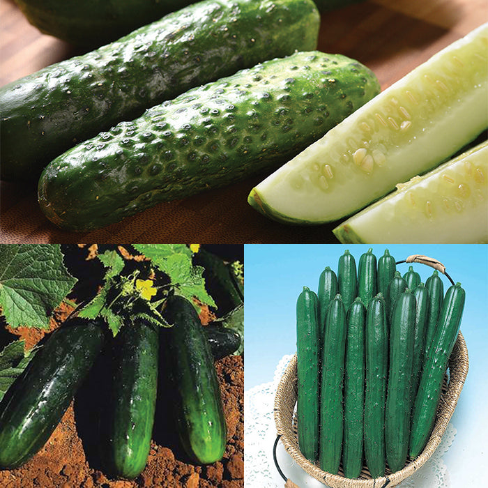  Cucumber Sampler
