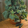  Salad Bush Hybrid Cucumber