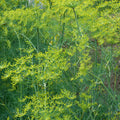  Long Island Mammoth Dill