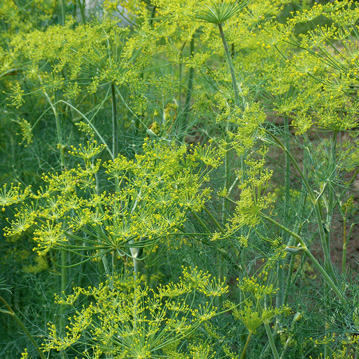  Long Island Mammoth Dill