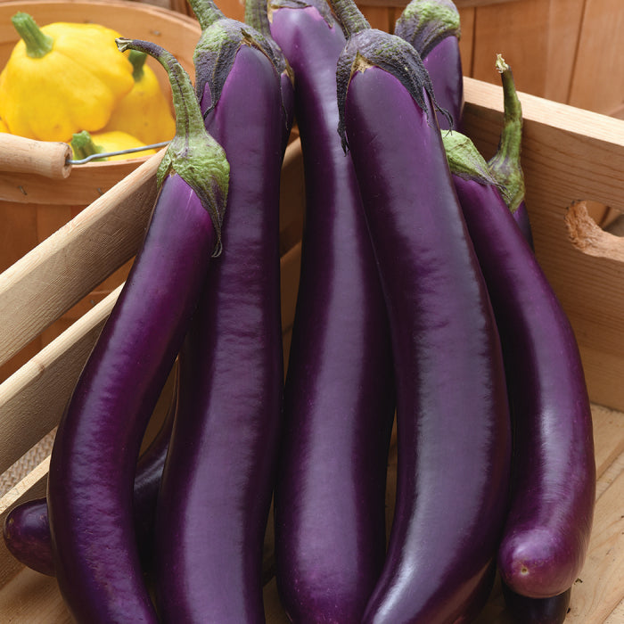  Asian Delite Hybrid Eggplant