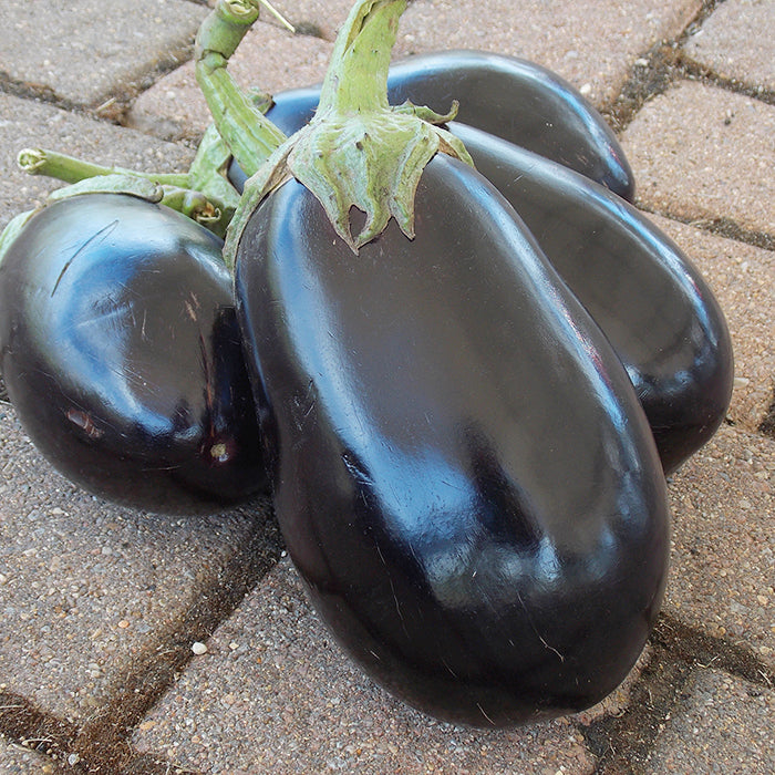  Black Beauty Eggplant