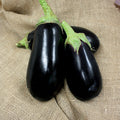  Nadia Hybrid Eggplant