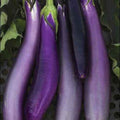  Ping Tung Long Eggplant