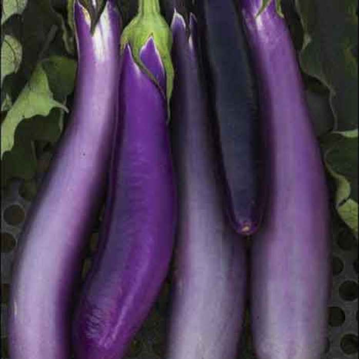  Ping Tung Long Eggplant