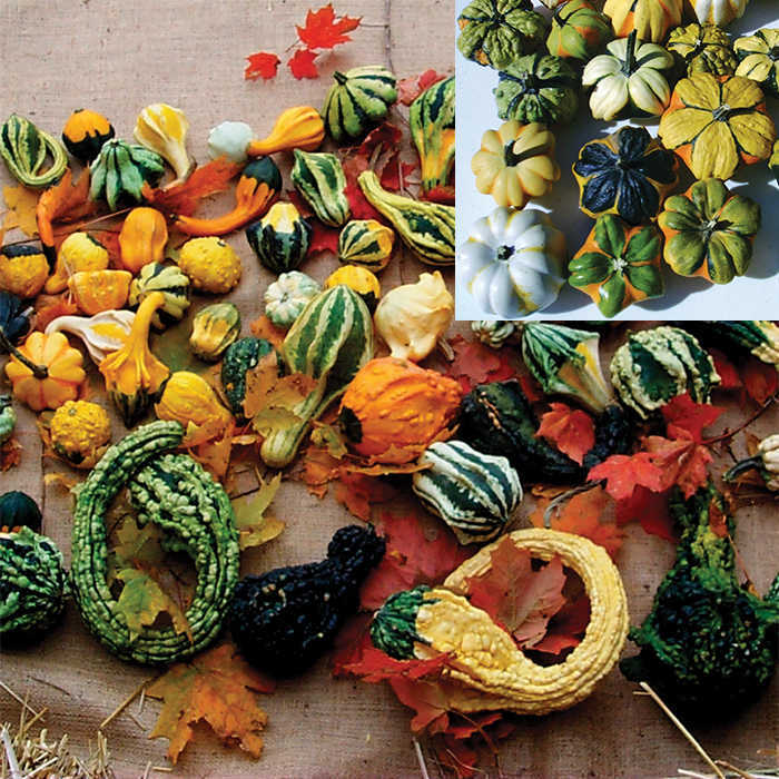  Customer Favorites Gourd Sampler