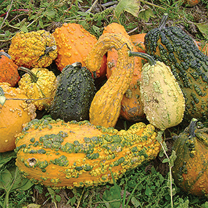  Lunch Lady Gourds