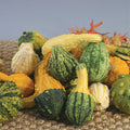  Warty Mix Fancy Gourds