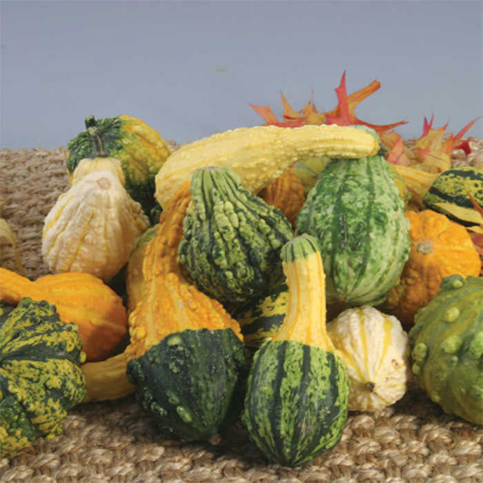  Warty Mix Fancy Gourds