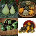  All Types Mixed Fancy Gourds