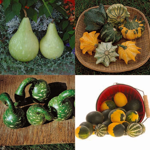  All Types Mixed Fancy Gourds