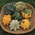  Shenot Crown Of Thorns Gourd