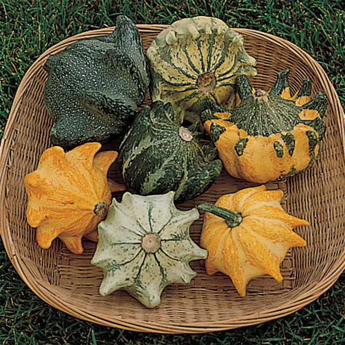  Shenot Crown Of Thorns Gourd