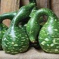  Speckled Swan Gourds