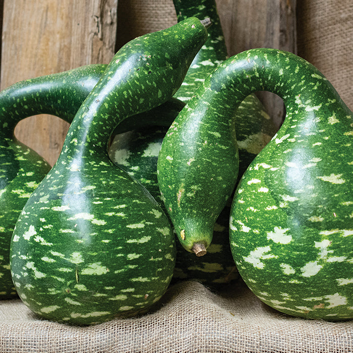  Speckled Swan Gourds
