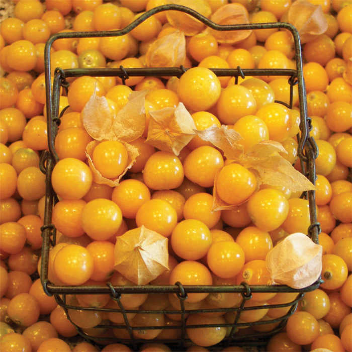  Aunt Molly's Ground Cherry