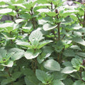  Persian Basil